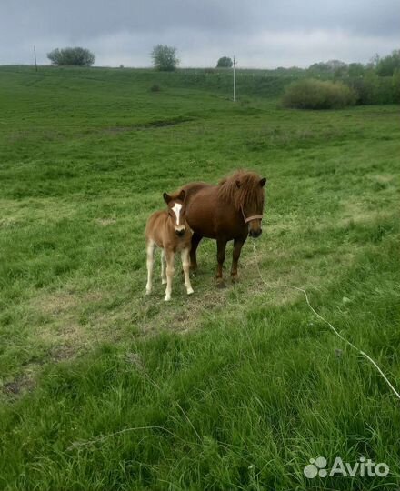 Семья шотландских пони