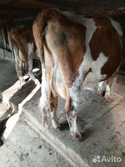 Корова высокоудойная