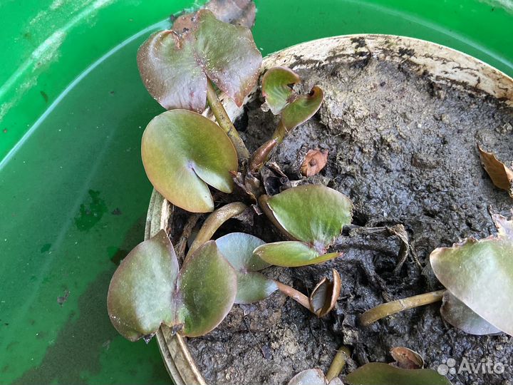 Лилия Водная Нимфея