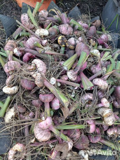 Гладиолусы луковицы смесь