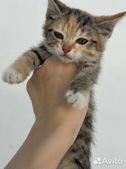 Котенок (девочка)