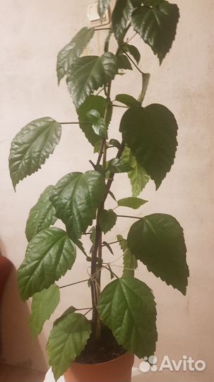 Китайская роза