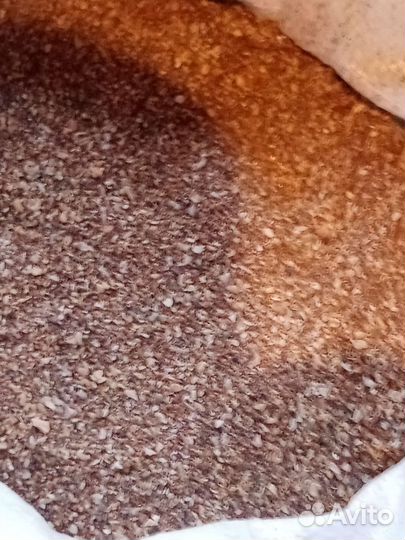 Рокушка морская кормовая Каспийская