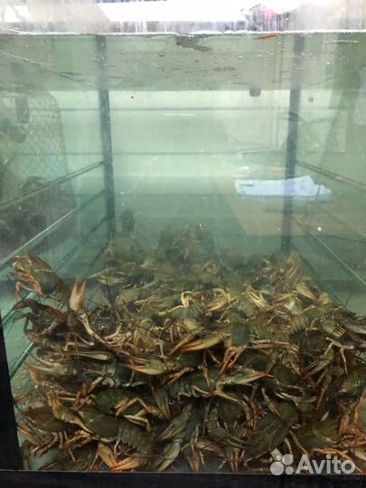 Раки. Крабы. Икра. Креветки. Лангустины