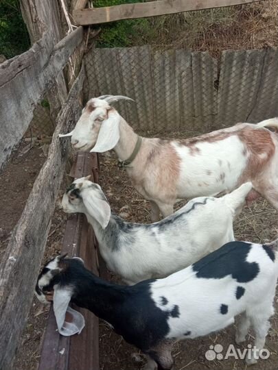 Коза нубийская