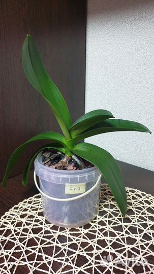 Орхидея фаленопсис Eve