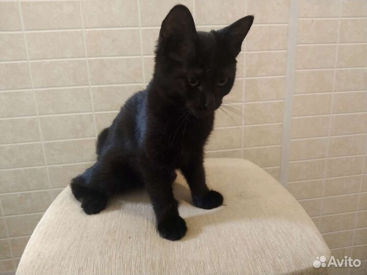 Котенок