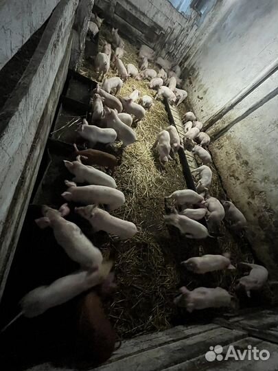 Поросята ландрас, крупно белая, дюрок