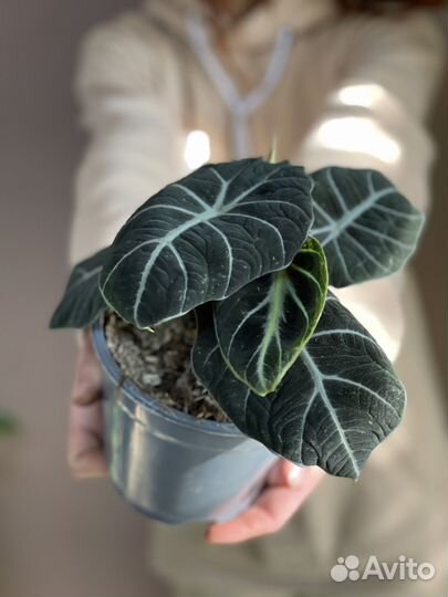 Алоказия black velvet D14