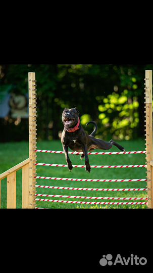 Вязка американский питбультерьер