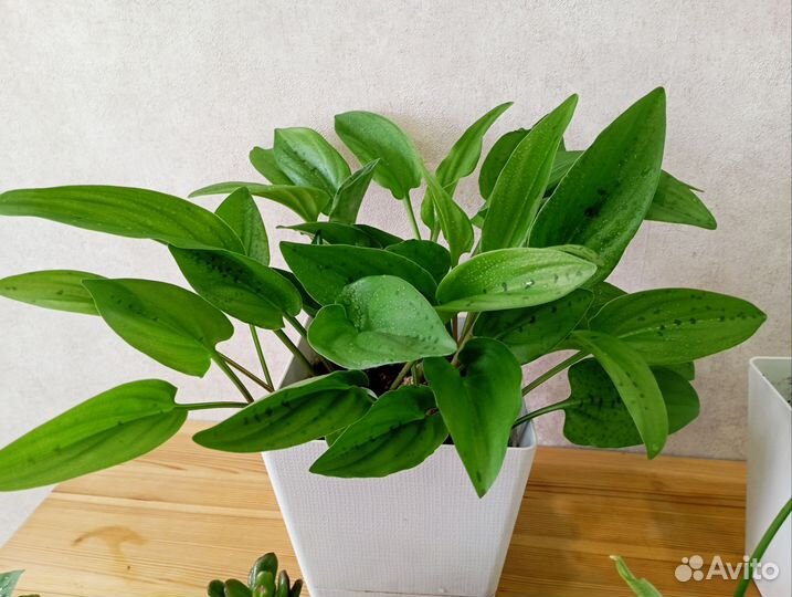 Комнатные растения