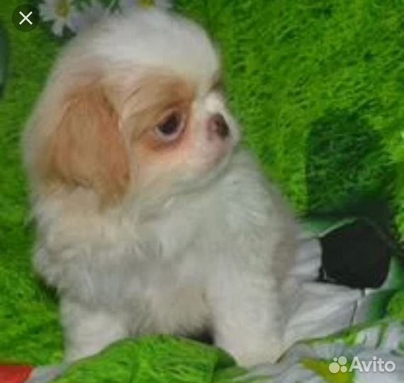 Щенки Японский хин