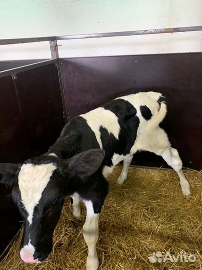 Телята бычки тёлки