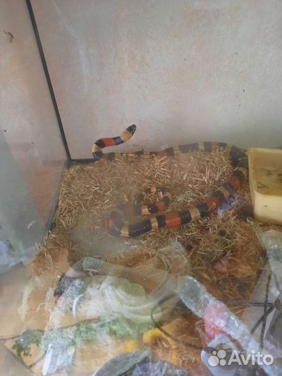 Молочная змея кэммбэла с террариумом Exoterra