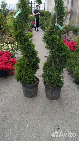 Уличные декоративные растения