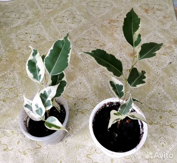 Комнатные цветы