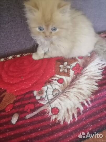 Сибирские котята