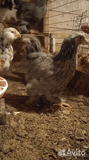 Брама темная