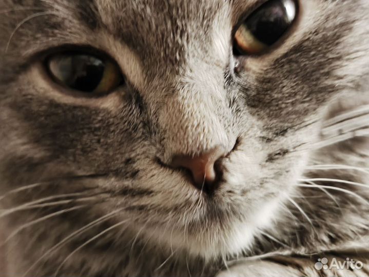 Шотландская вислоухая кошка