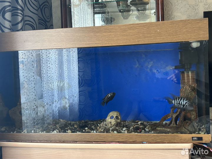 Продам рыбок