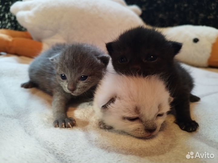 Котята в добрые руки