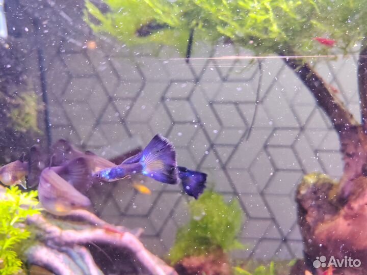 Мальки гуппи Московская Синяя