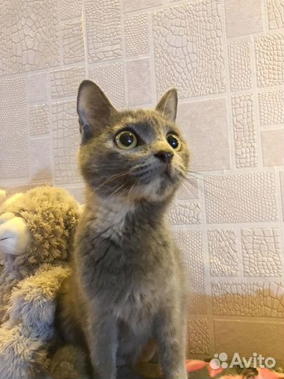 Кошечка в добрые руки