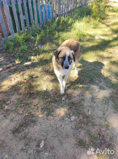 Крупный и красивый пёс