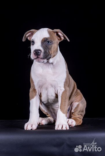 Шикарные малыши амстаффа