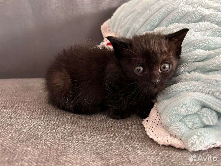 Котенок мальчик