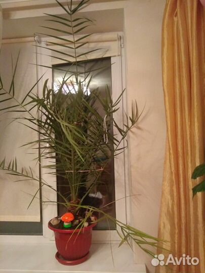 Пальма финиковая