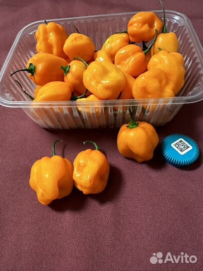 Перец хабанеро оранжевый