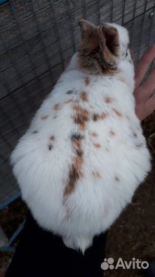 Кролики породы рекс