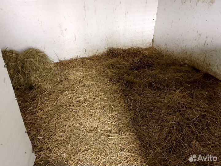 Постой лошадей