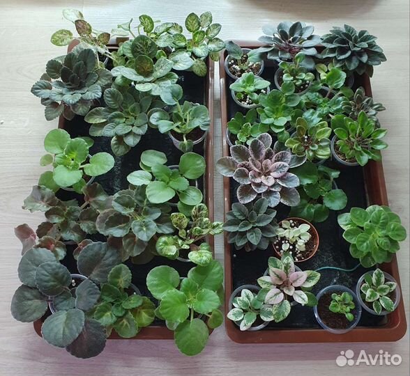 Продаются излишки мини фиалок