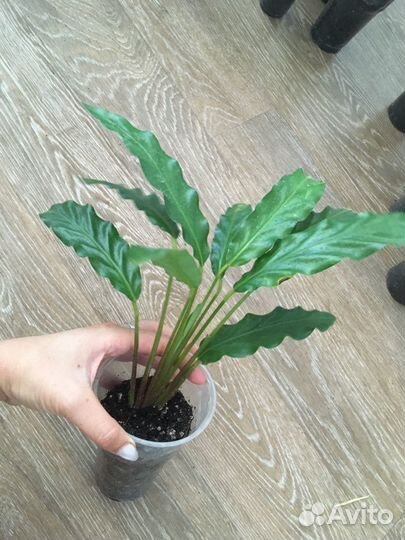 Алоказия, спацифилум и др