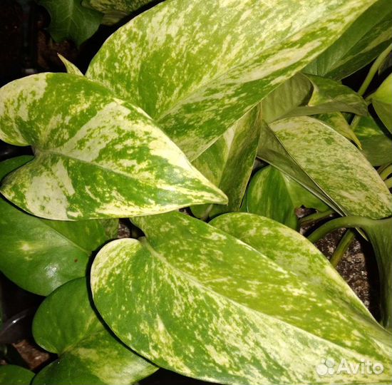 Эпипремнум Золотистый