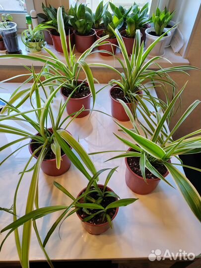 Хлорофитум