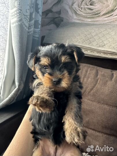 Малышка иорка