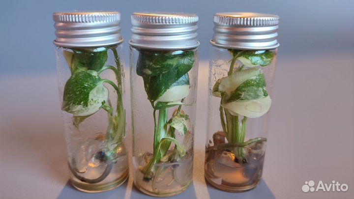 Монстера Тайское созвездие Клоны