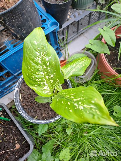 Диффенбахия