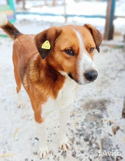 Пёсик грустит без вас нужен дом