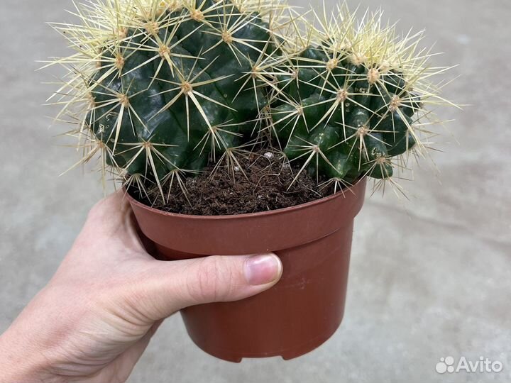 Кактус эхинокактус грузони
