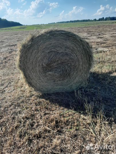 Сено в рулонах