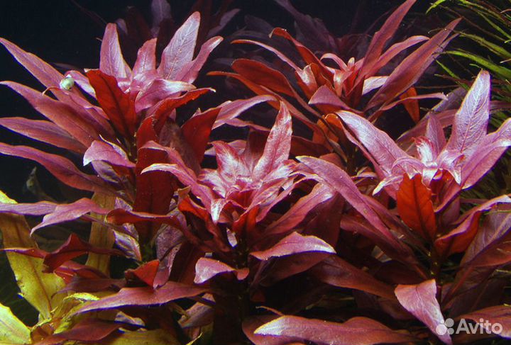 Людвигия Гландулоза (Ludwigia glandulosa)