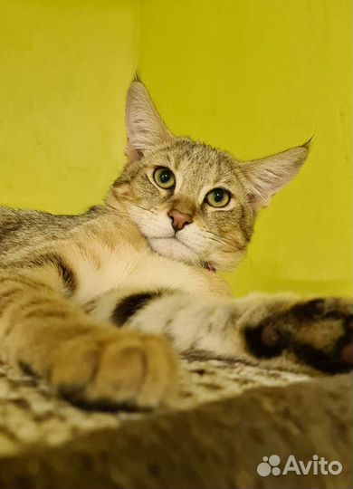 Кошка чаузи ф1 3 месяца
