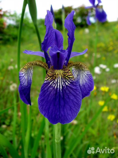 Ирис сибирский (касатик)