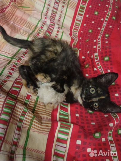 Котенок девочка 2 мес