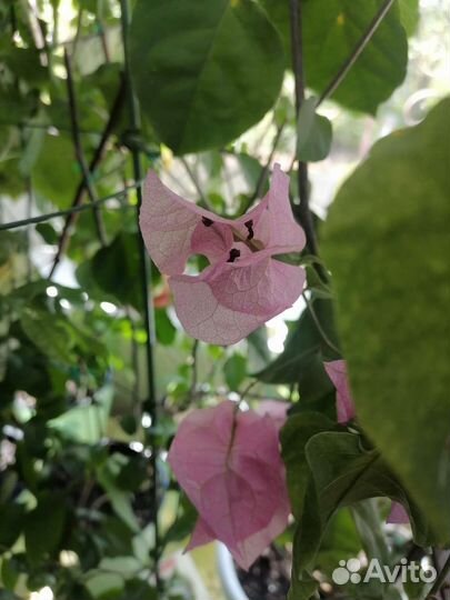 Бугенвиллия