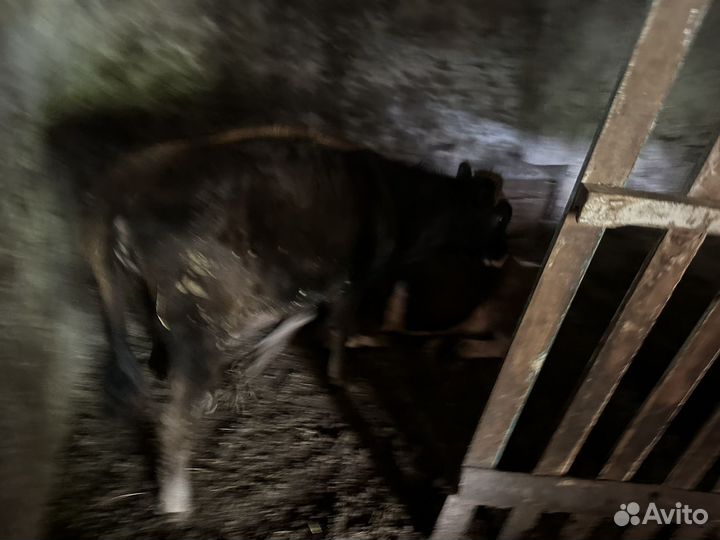 Бык и телка